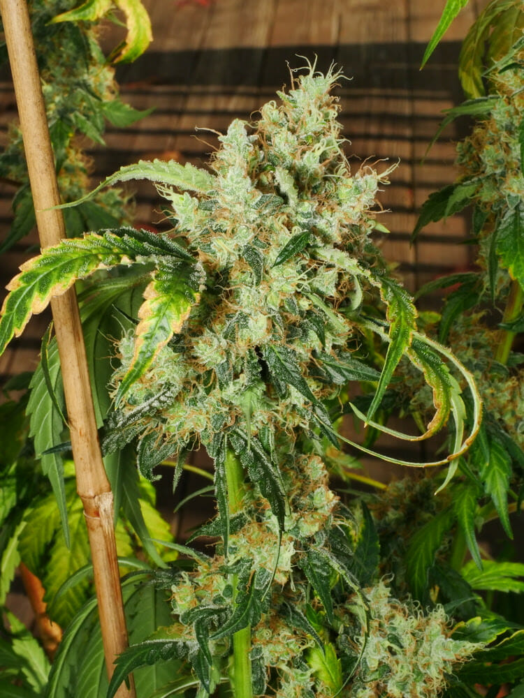 Pak Man (Praying Mantis x Swabi Pakistani) 7 Feminized Seeds - Image 3