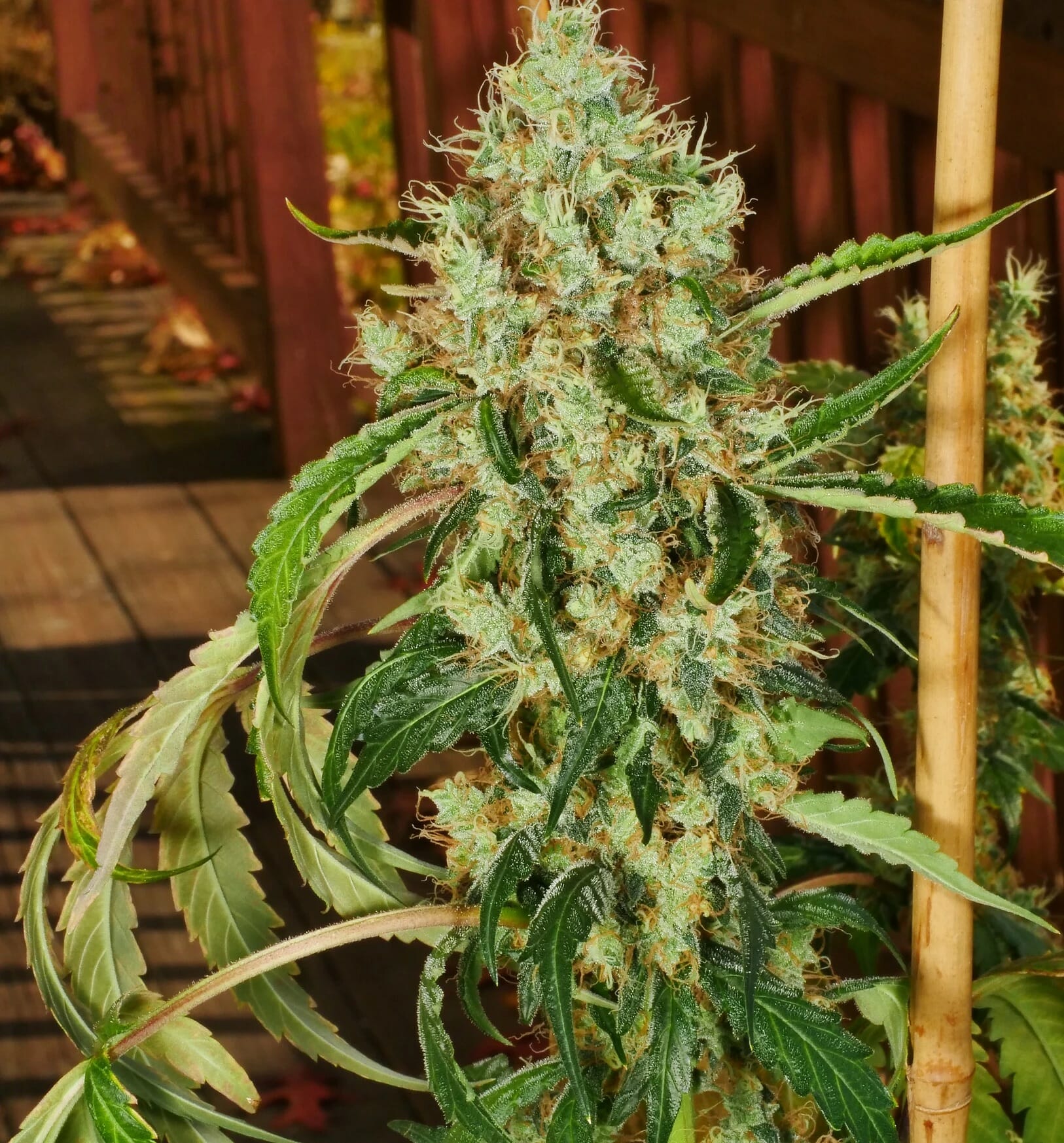 Pak Man (Praying Mantis x Swabi Pakistani) 7 Feminized Seeds - Image 4