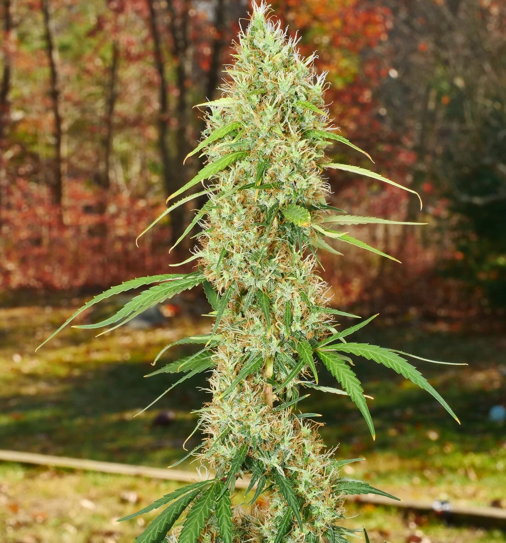 Pak Man (Praying Mantis x Swabi Pakistani) 7 Feminized Seeds - Image 2