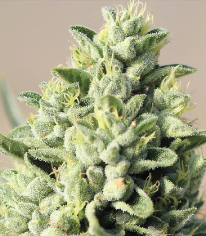 Old Growth OG 10 Feminized Seeds - Image 2