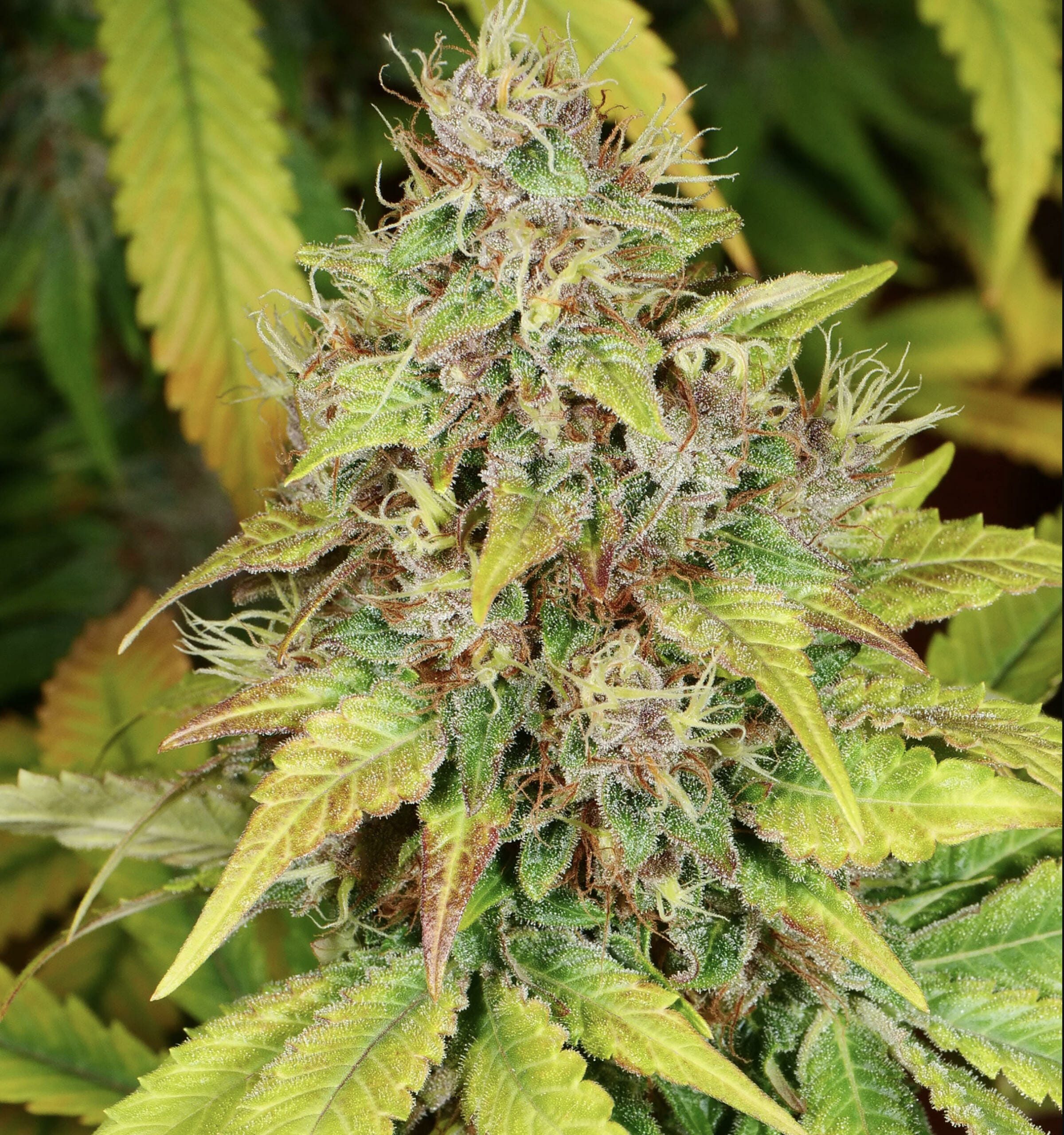 star pupil strain sativa