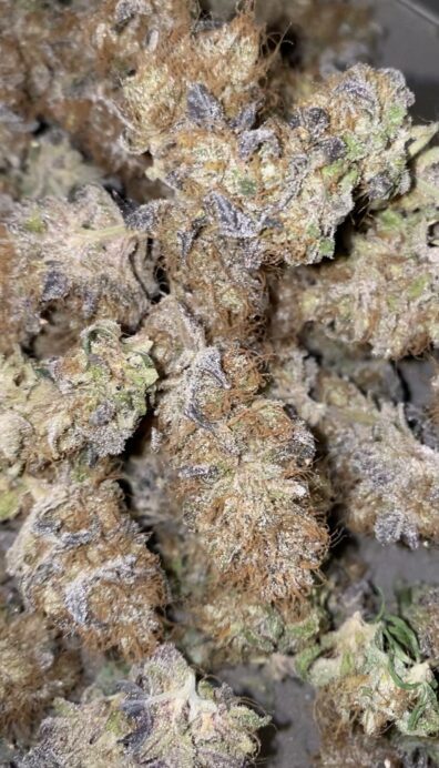 Vanilla Berries (Sour Trop BX x Beach Wedding) 15 Regular Seeds