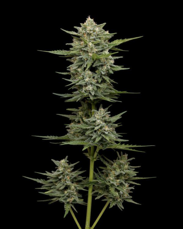 Vanilla Latte Auto 5 Feminized Autoflower Seeds - Image 2