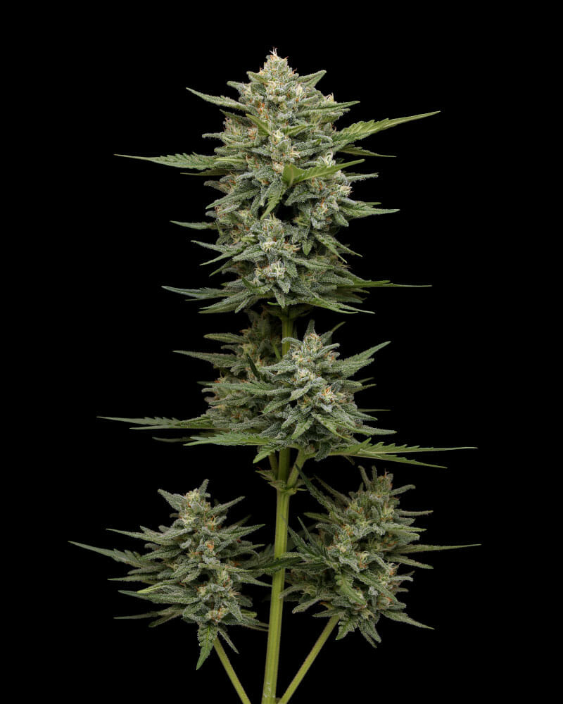 Vanilla Latte Auto 5 Feminized Autoflower Seeds - Image 2
