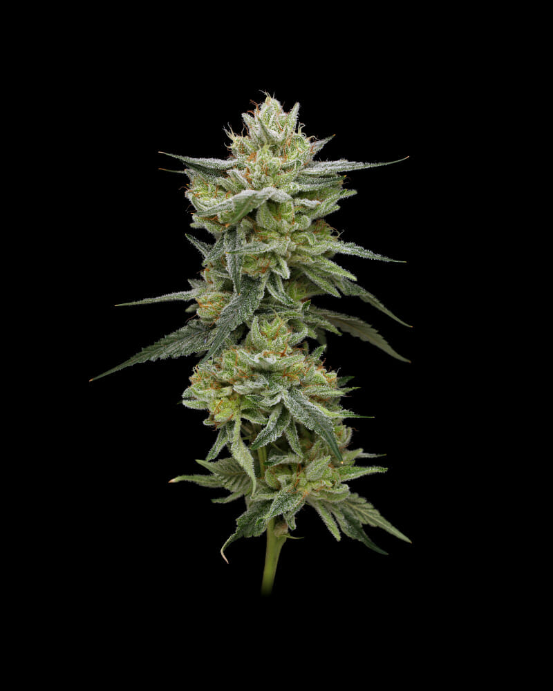 Hella Jelly Bx3 10 Feminized Seeds - Image 2