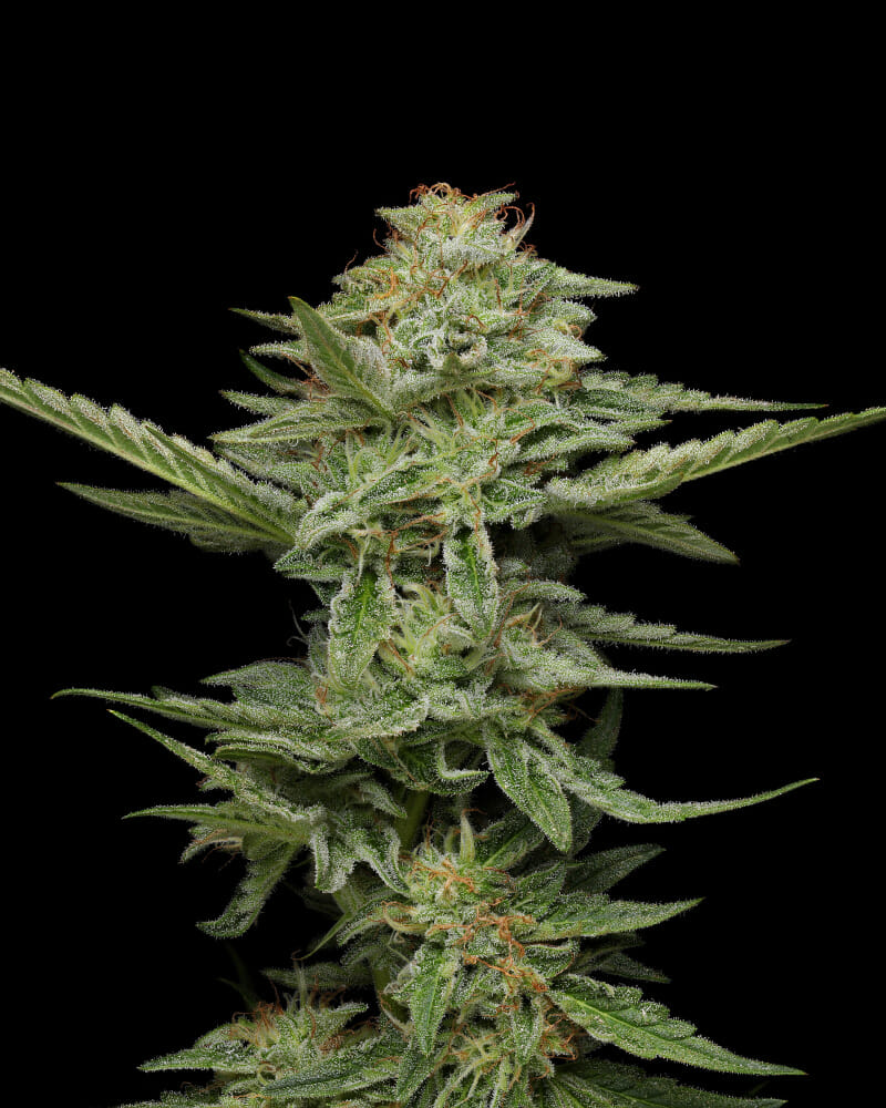 Pistachio Bx2 10 Feminized Seeds - Image 2