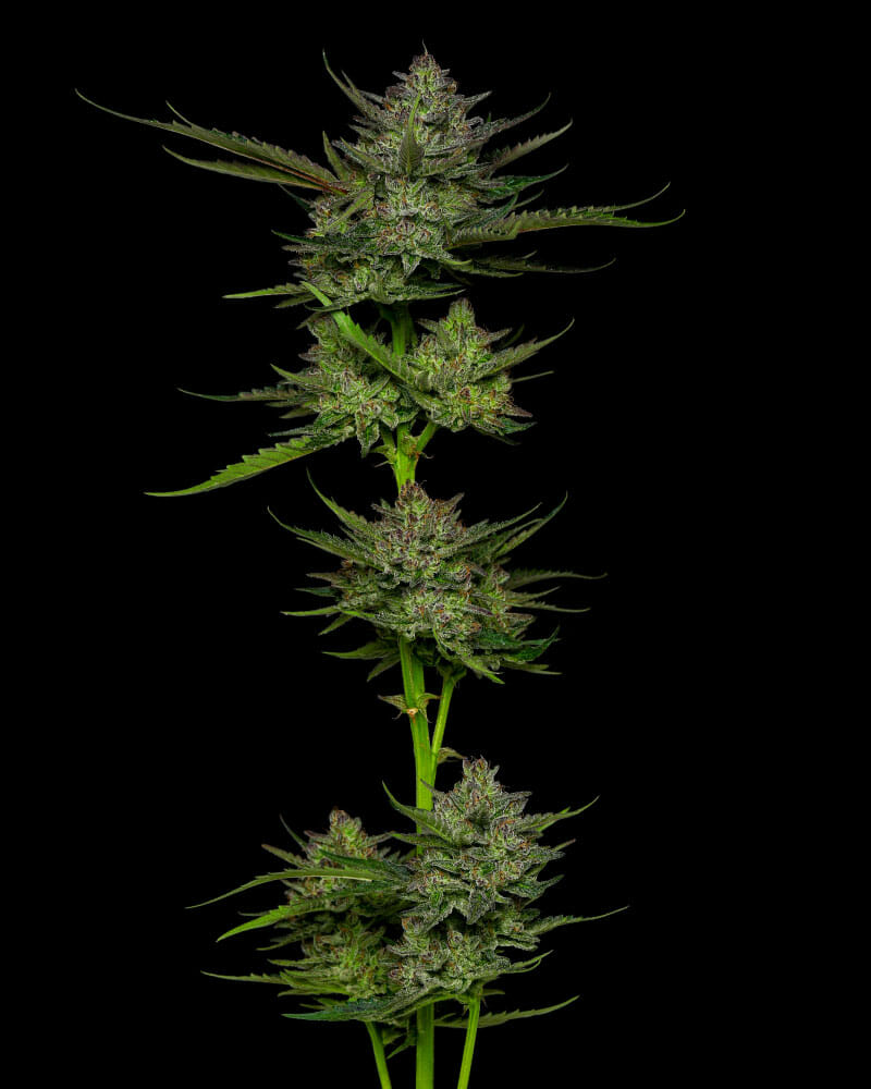 Sour Apple Auto 10 Feminized Autoflower Seeds - Image 2