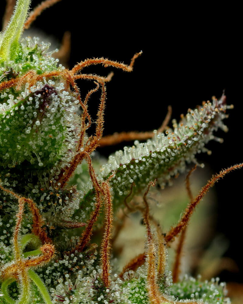 Strawberry Cheesecake Auto Bx2 5 Autoflowering Seeds - Image 2