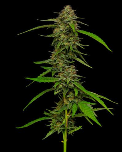 Strawberry Cheesecake Auto Bx2 5 Autoflowering Seeds