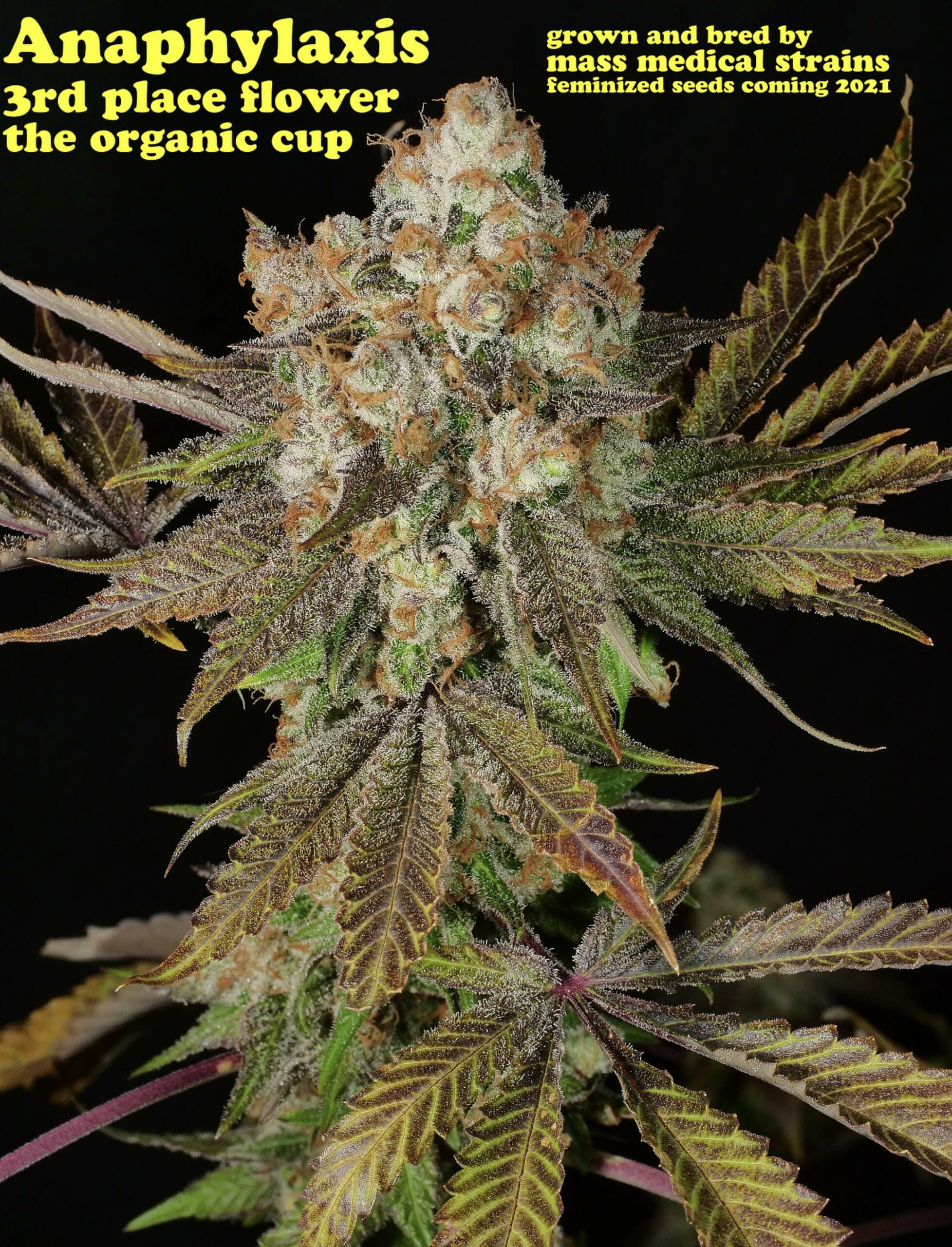 Guide for home growing of feminized weed Peanut Butter Breath