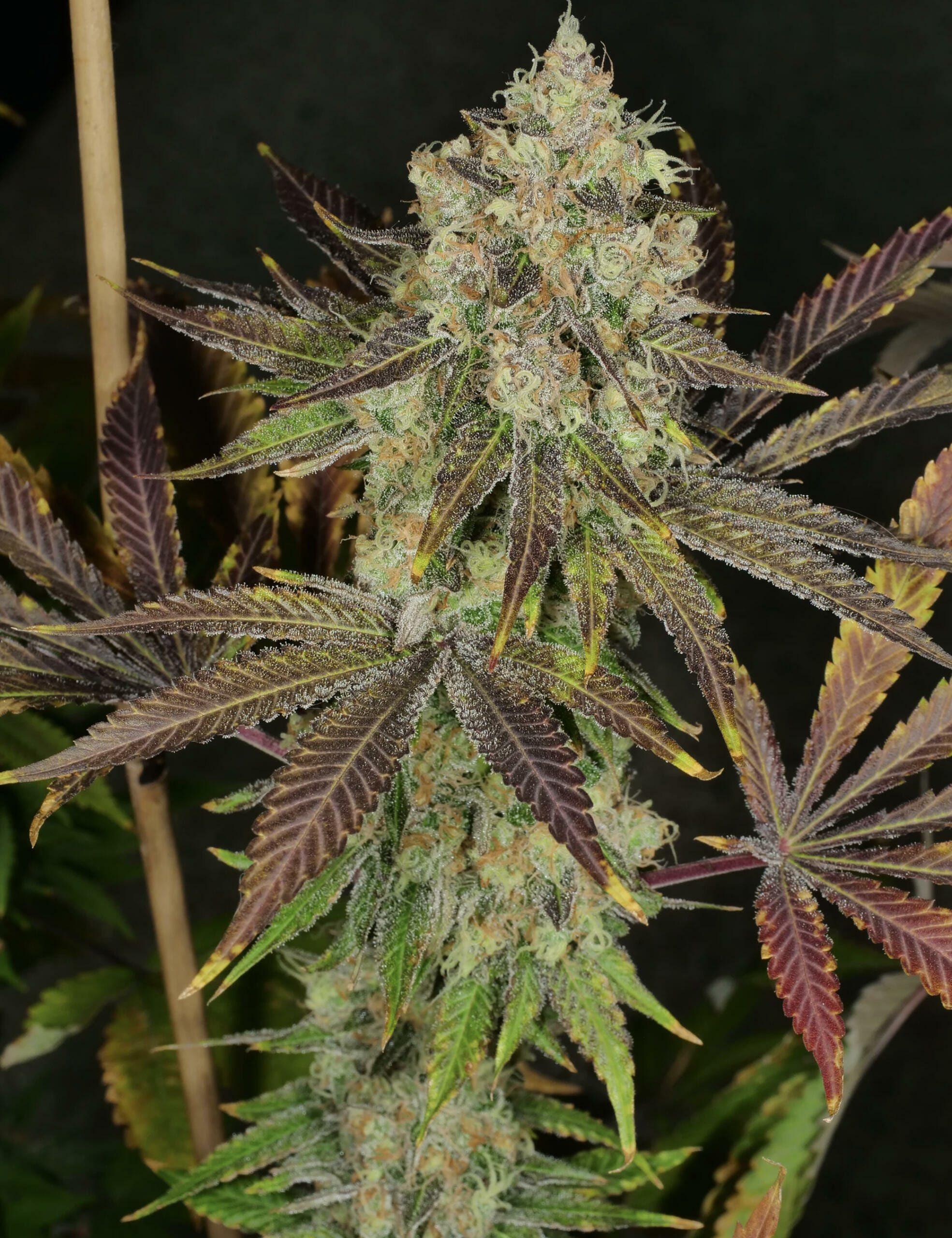 Anaphylaxis F1 (Peanut Butter Breath x Deadly Sativa) 7 Feminized Seeds - Image 2