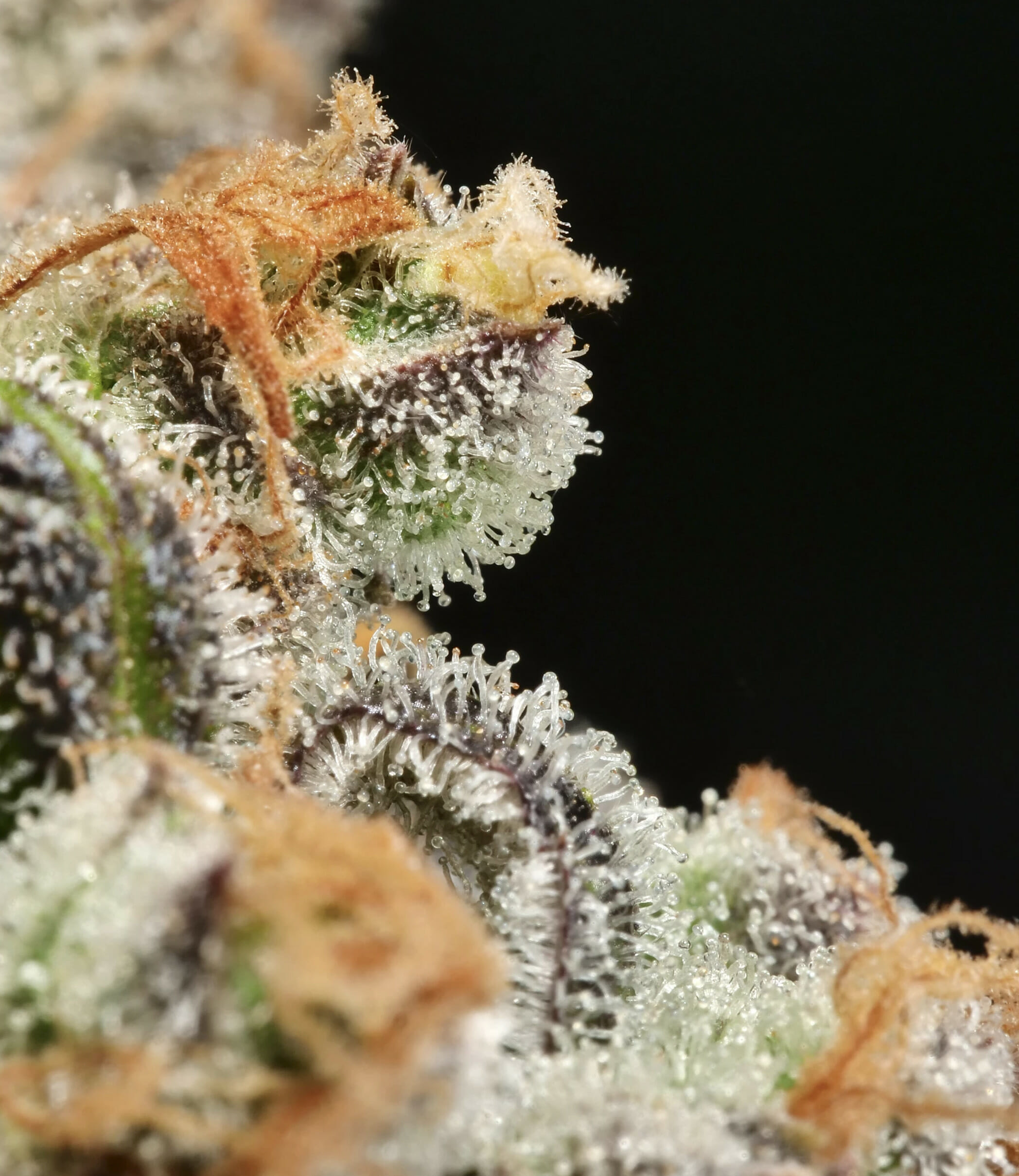 Anaphylaxis F1 (Peanut Butter Breath x Deadly Sativa) 7 Feminized Seeds - Image 4