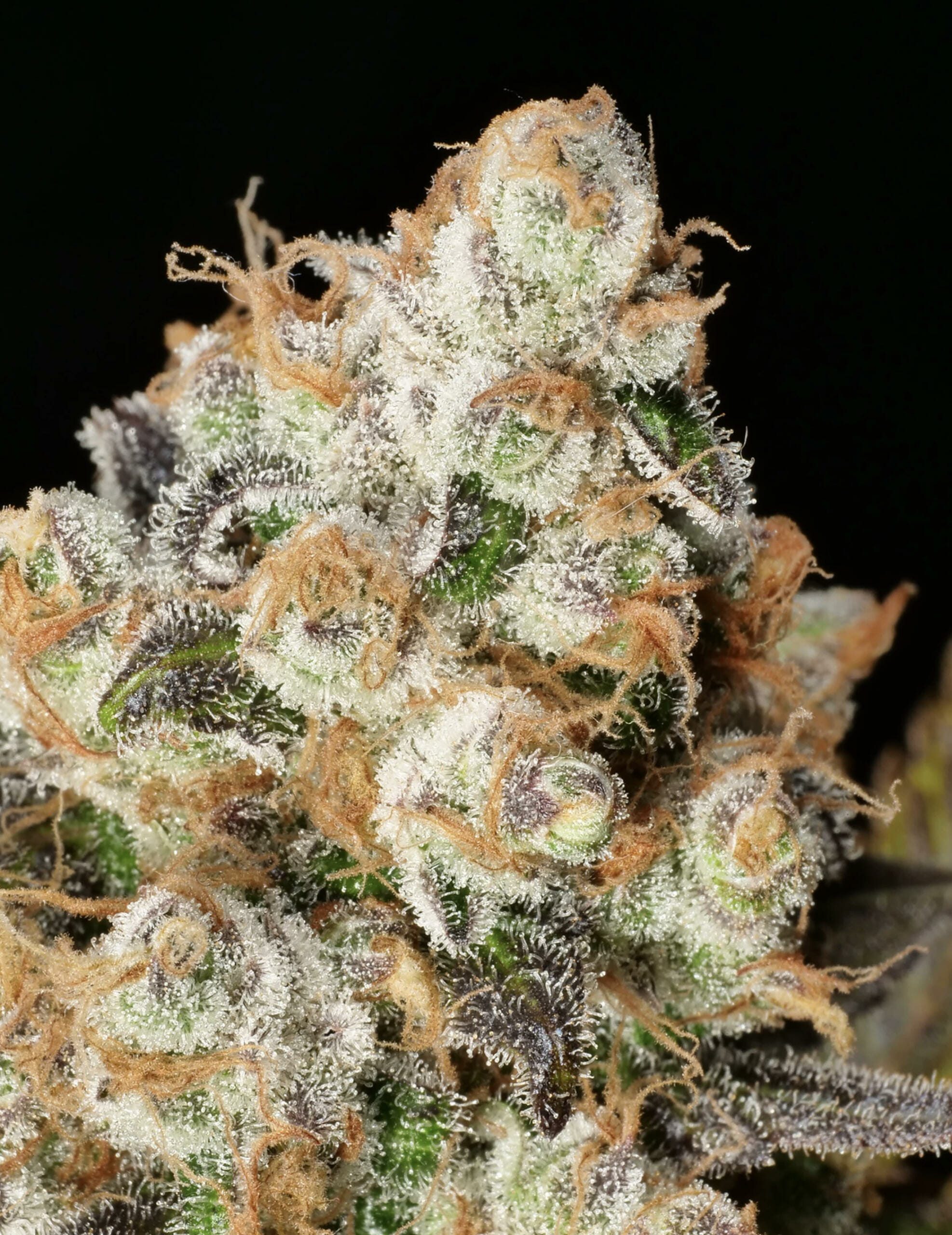 Anaphylaxis F1 (Peanut Butter Breath x Deadly Sativa) 7 Feminized Seeds - Image 3