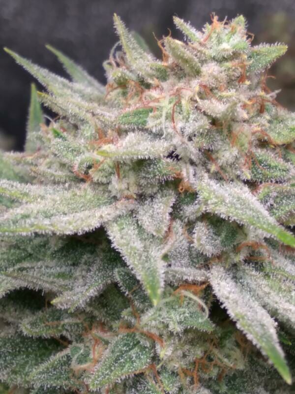 Gorilla Hammer F1 (GG4 x Blackberry Hammer) 10 Regular Seeds - Image 4