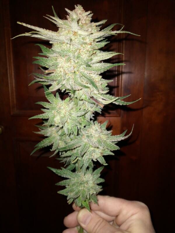 Gorilla Hammer F1 (GG4 x Blackberry Hammer) 10 Regular Seeds - Image 5