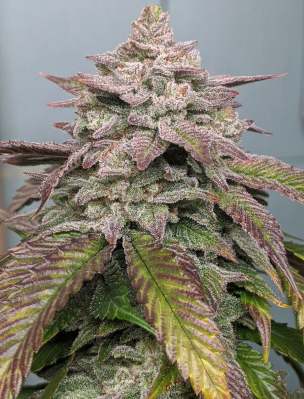 Gorilla Hammer F1 (GG4 x Blackberry Hammer) 10 Regular Seeds - Image 2