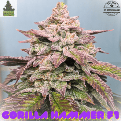 Gorilla Hammer F1 (GG4 x Blackberry Hammer) 10 Regular Seeds