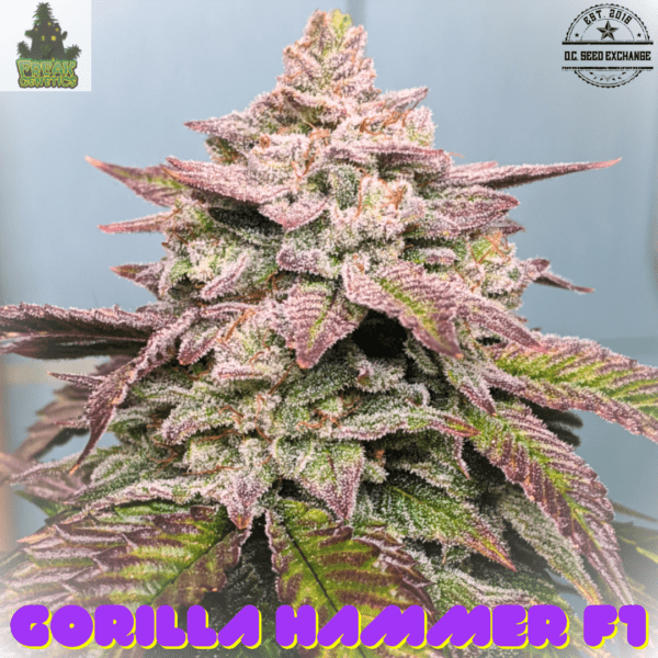 Gorilla Hammer F1 (GG4 x Blackberry Hammer) 10 Regular Seeds