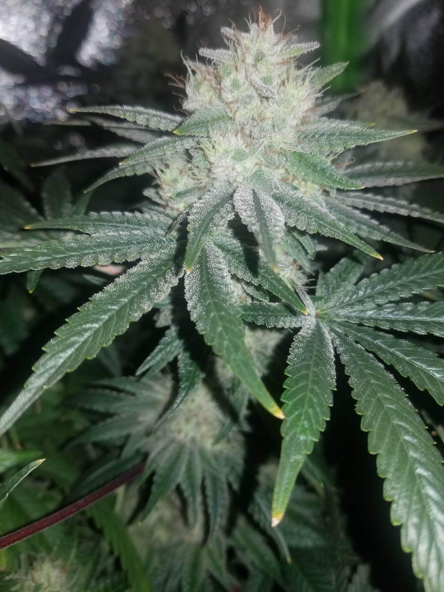 Gorilla Glue #4 Recombinant Inbred Line 30 Regular Seeds - Image 2