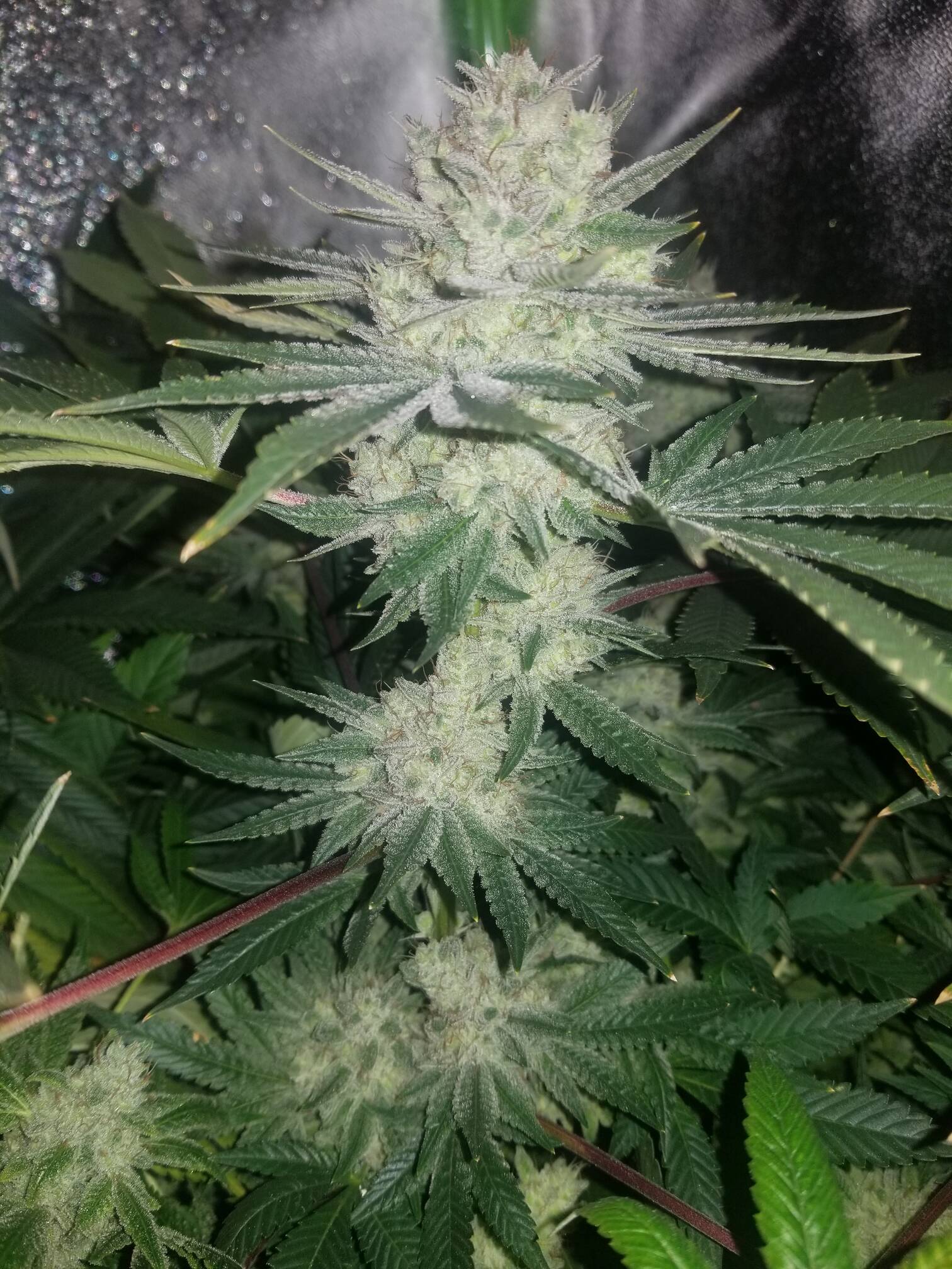 Gorilla Glue #4 Recombinant Inbred Line 30 Regular Seeds - Image 3