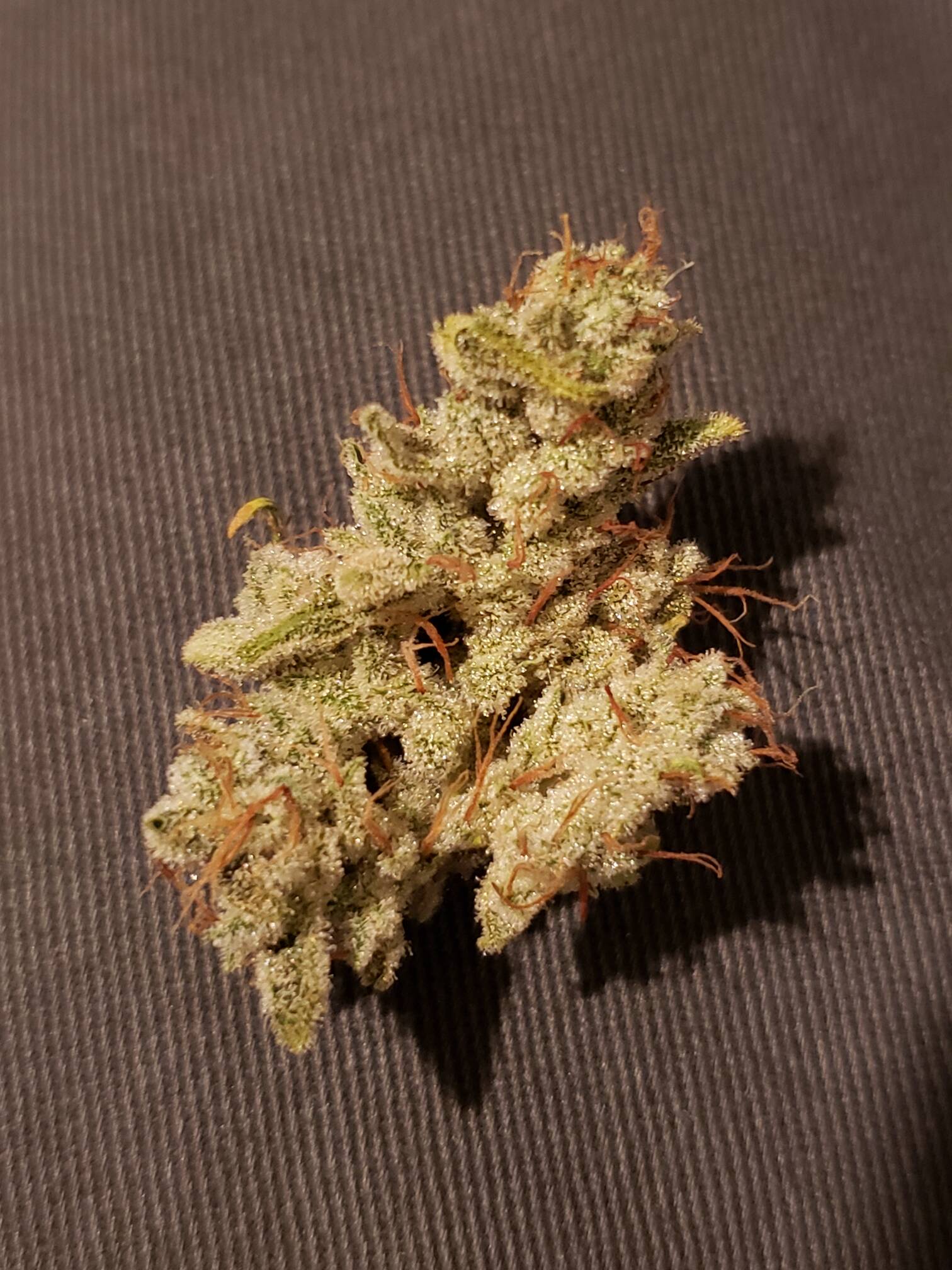Gorilla Glue #4 Recombinant Inbred Line 30 Regular Seeds - Image 4