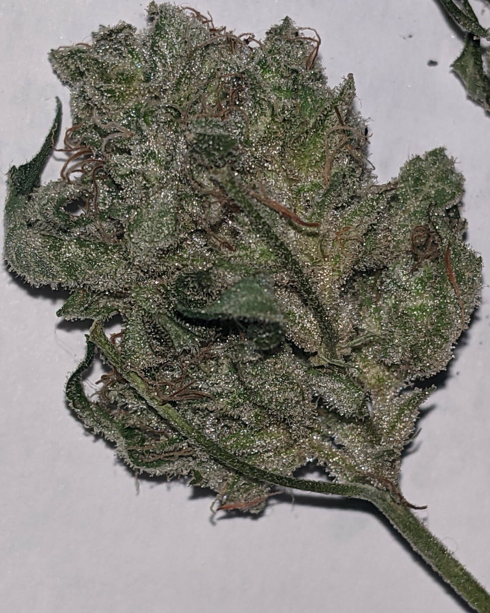 Gorilla Glue #4 Recombinant Inbred Line 30 Regular Seeds - Image 5