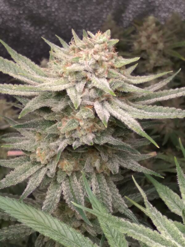 Gorilla Hammer F1 (GG4 x Blackberry Hammer) 10 Regular Seeds - Image 3