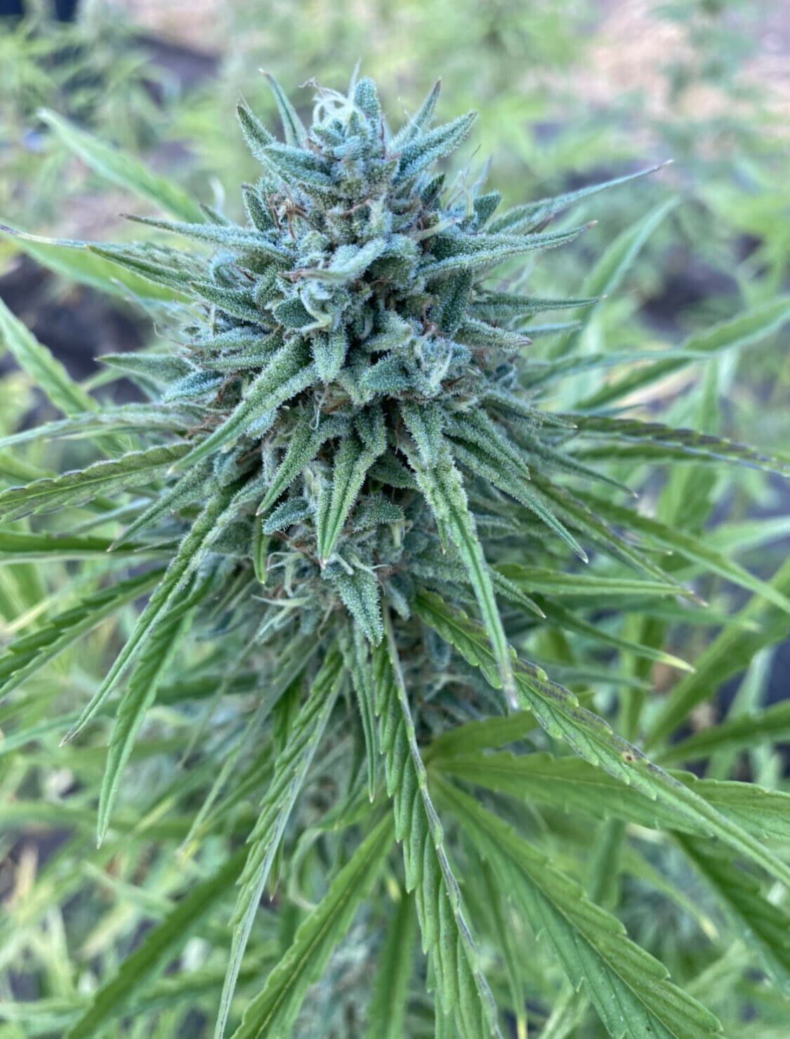 Cantaloupe Kush Auto (NL Auto x West Coast OG Auto) 5 Feminized Autoflower Seeds