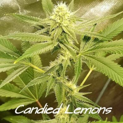 Candied Lemons (Hellhound x Pestilence) 10 Feminized Seeds
