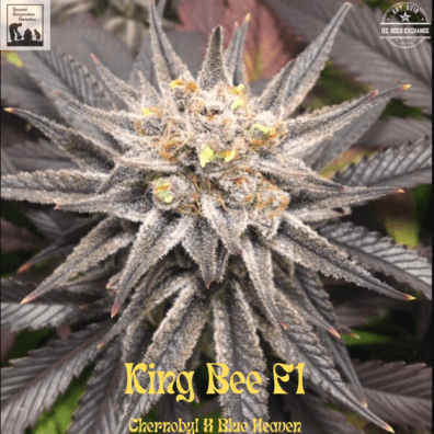 King Bee F1 (Chernobyl X Blue Heaven) 13 Regular Seeds