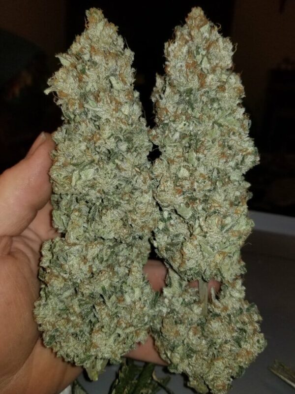 Mass Appeal F1 (Chemtrails x Chemdog #3/Super Silver Haze) 10 Regular Seeds - Image 2