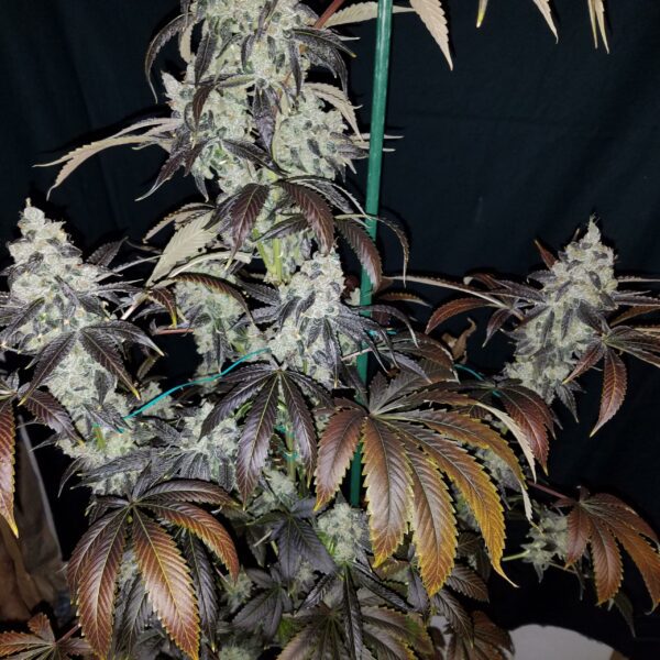 Blue Star Seed Co Navy Cross F1 (East Coast Sour Diesel x Blueberry F4) 13 Regular Seeds - Image 7