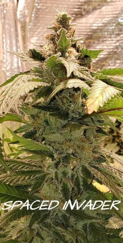Spaced Invader (Aliendawg F5 x Pestilence) 7 Feminized Seeds