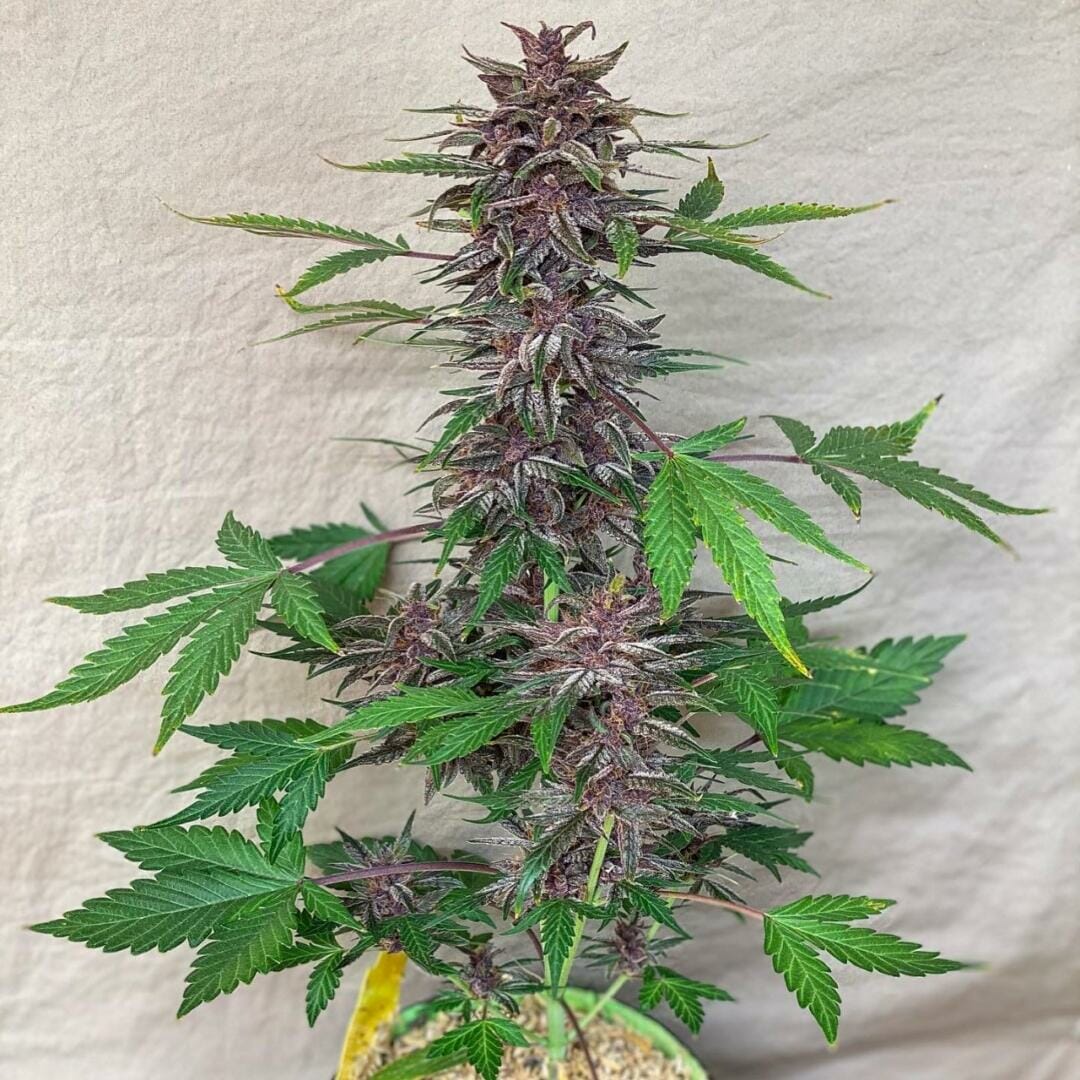 Black Strap Auto (Anvil F7 (Reversed) x Black Label Cookies III) 3 Feminized Autoflower Seeds DCSE