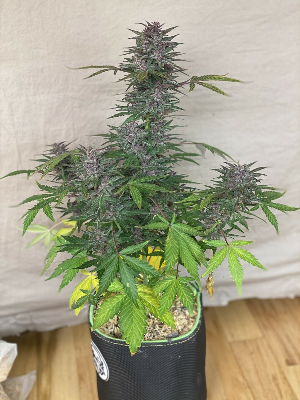 Black Strap Auto (Anvil F7 (Reversed) x Black Label Cookies III) 3 Feminized Autoflower Seeds - Image 3