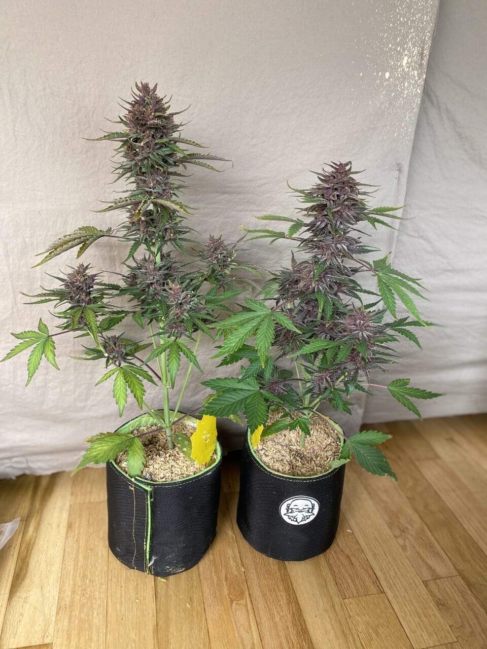 Black Strap Auto (Anvil F7 (Reversed) x Black Label Cookies III) 3 Feminized Autoflower Seeds - Image 2