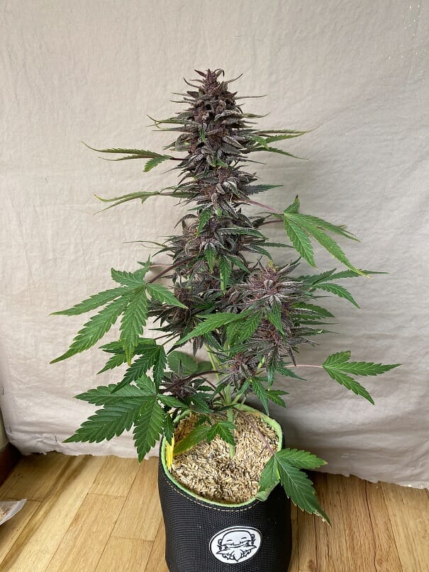 Black Strap Auto (Anvil F7 (Reversed) x Black Label Cookies III) 3 Feminized Autoflower Seeds - Image 4
