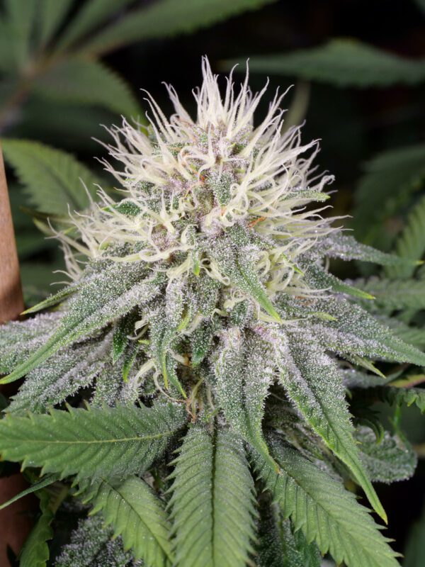 Peaceful Child F1 ([Tenzin Kush 4 x Ancient OG] x Indigo Child Bx1) 13 Regular Seeds - Image 3