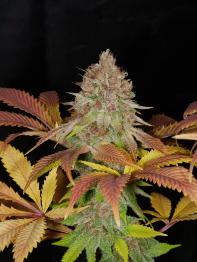 Peaceful Child F1 ([Tenzin Kush 4 x Ancient OG] x Indigo Child Bx1) 13 Regular Seeds