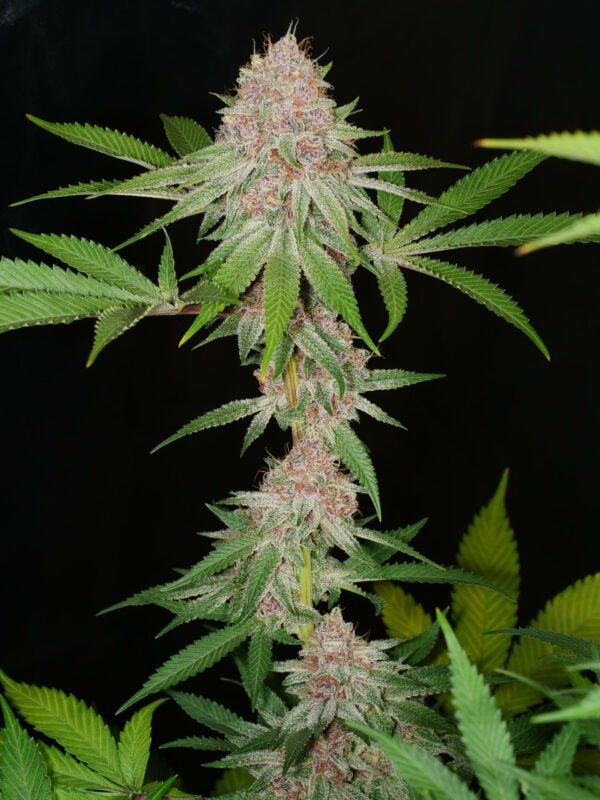 Peaceful Child F1 ([Tenzin Kush 4 x Ancient OG] x Indigo Child Bx1) 13 Regular Seeds - Image 2