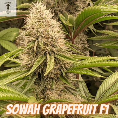 Sowah Grapefruit Cola Overgrow by @corgitron