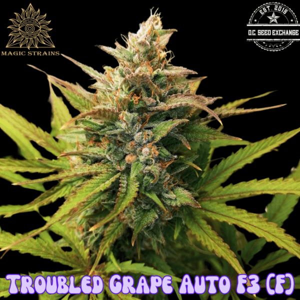 Troubled Grape Auto F3 5 Feminized Autoflower Seeds