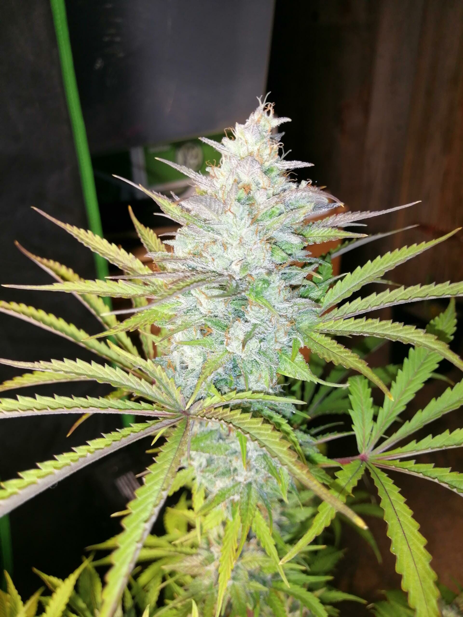 Troubled Grape Auto F3 5 Feminized Autoflower Seeds - Image 3