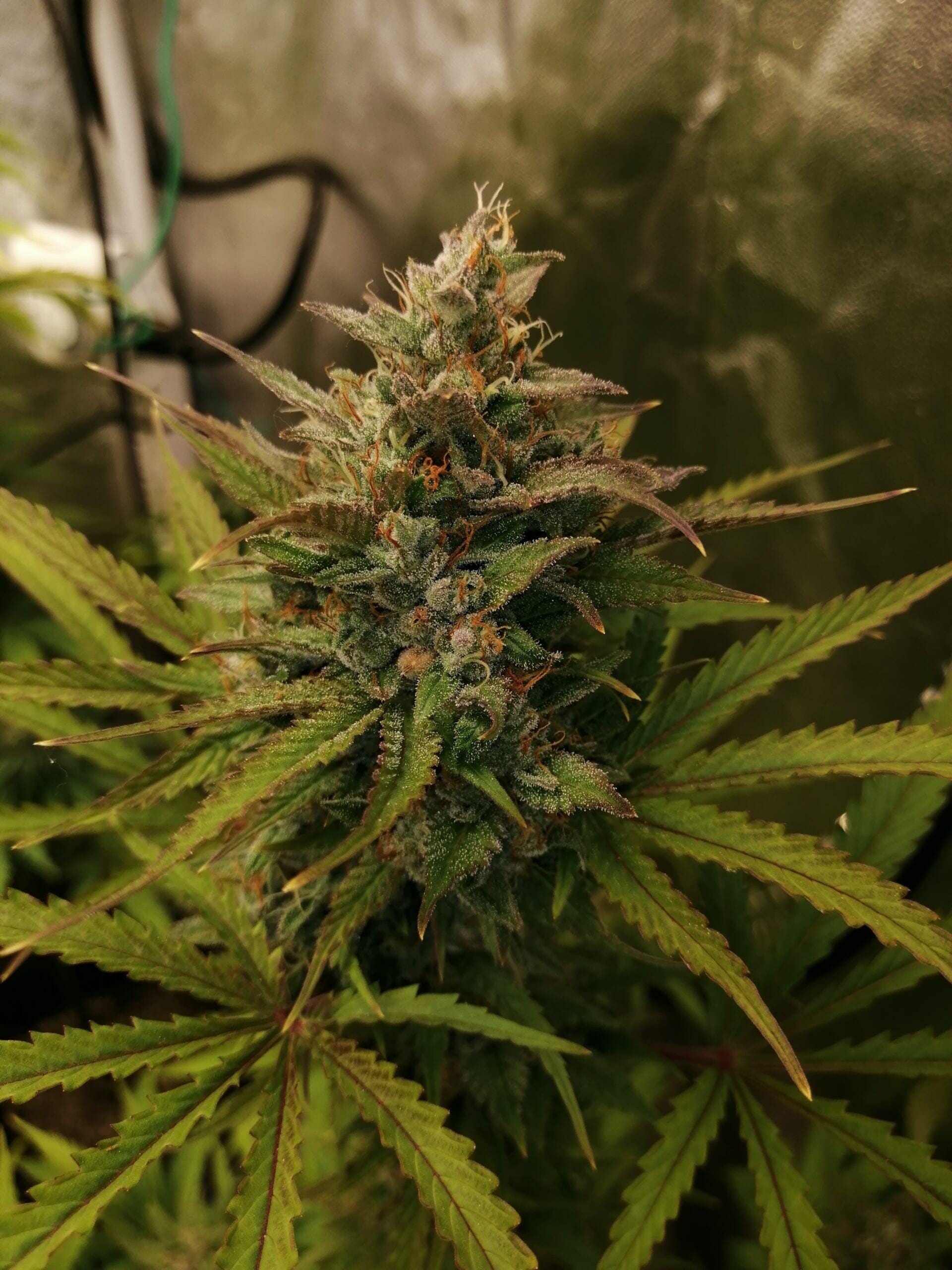 Troubled Grape Auto F3 5 Feminized Autoflower Seeds - Image 2