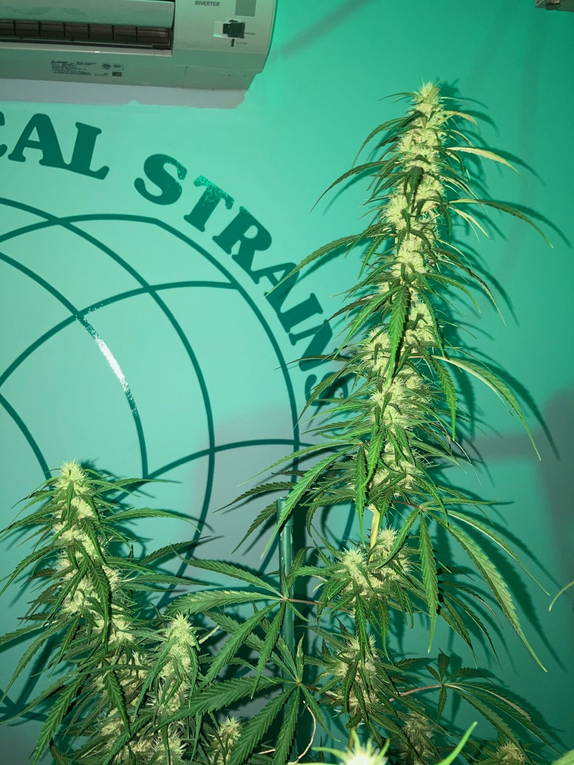 Acapulco Gold Spear scaled