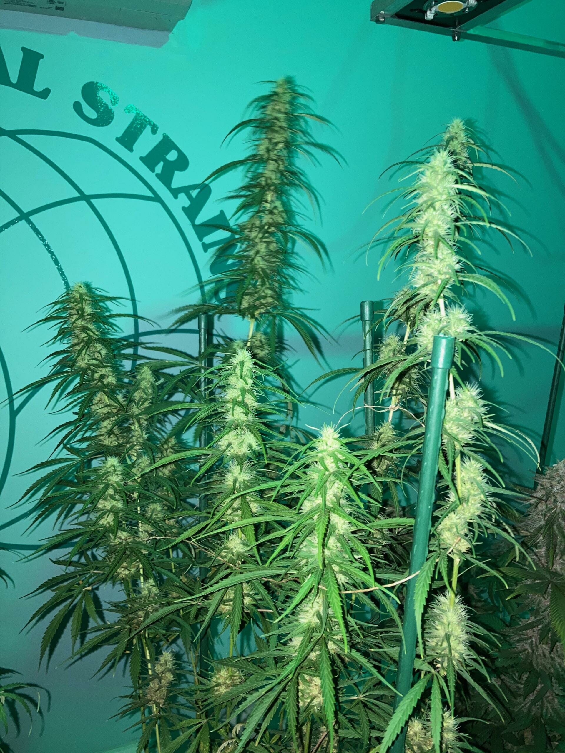 Acapulco Gold Stack scaled