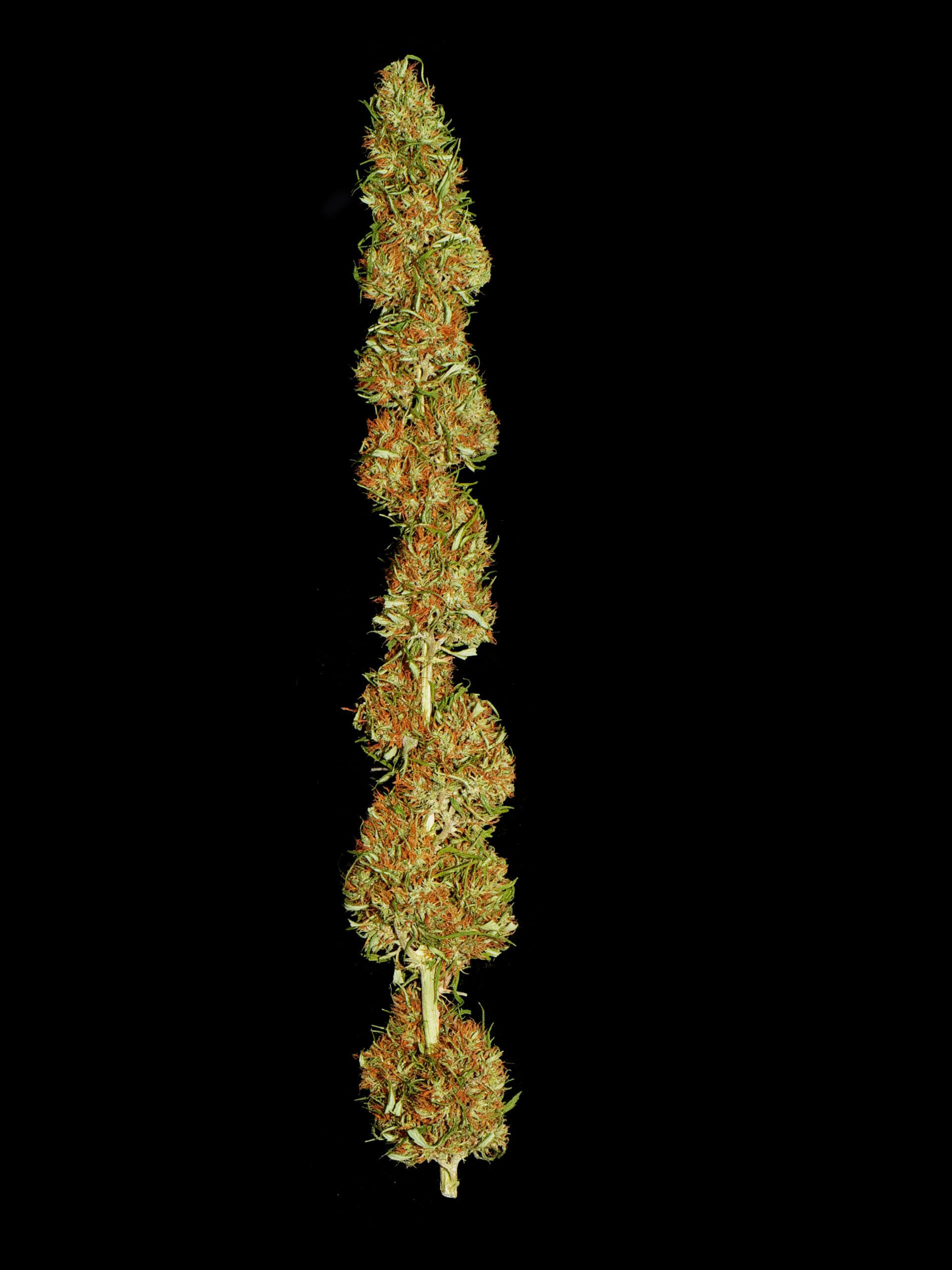 AcapulcoGoldBud scaled