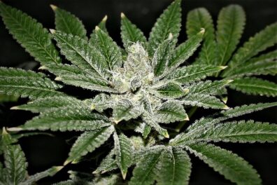 Buttered Cowbell F1 (More Cowbell x Texas Butter) 10 Regular Seeds