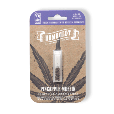 Pineapple Muffin F4 (Blueberry Muffin x Pineapple Trainwreck) 20 Regular Seeds
