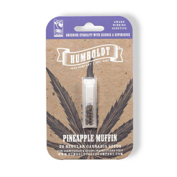 Pineapple Muffin F4 (Blueberry Muffin x Pineapple Trainwreck) 20 Regular Seeds